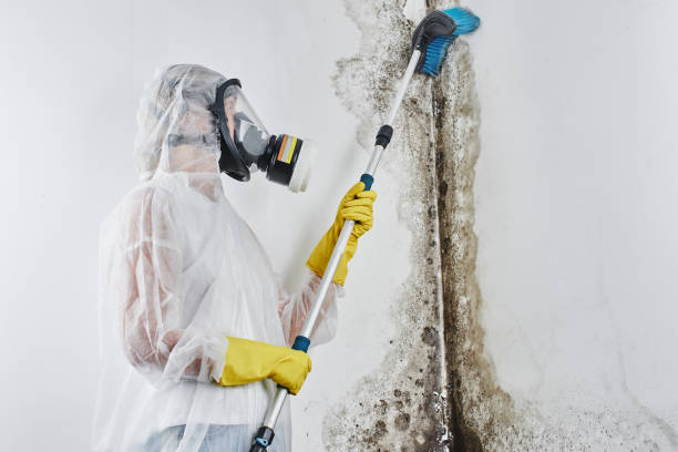 Best Mold Odor Removal Services in Manchester Center, VT